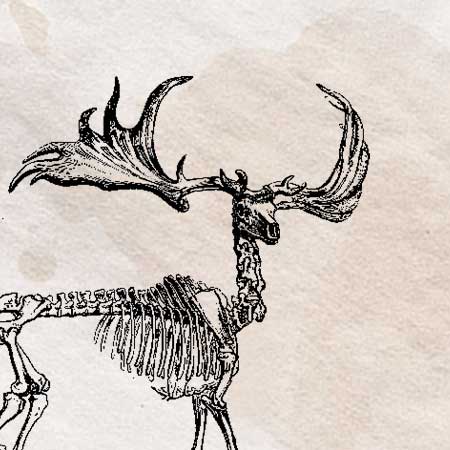 動物の骨のイラスト ペン画のフリー素材 アンティークなイラストはpenga ペンガ