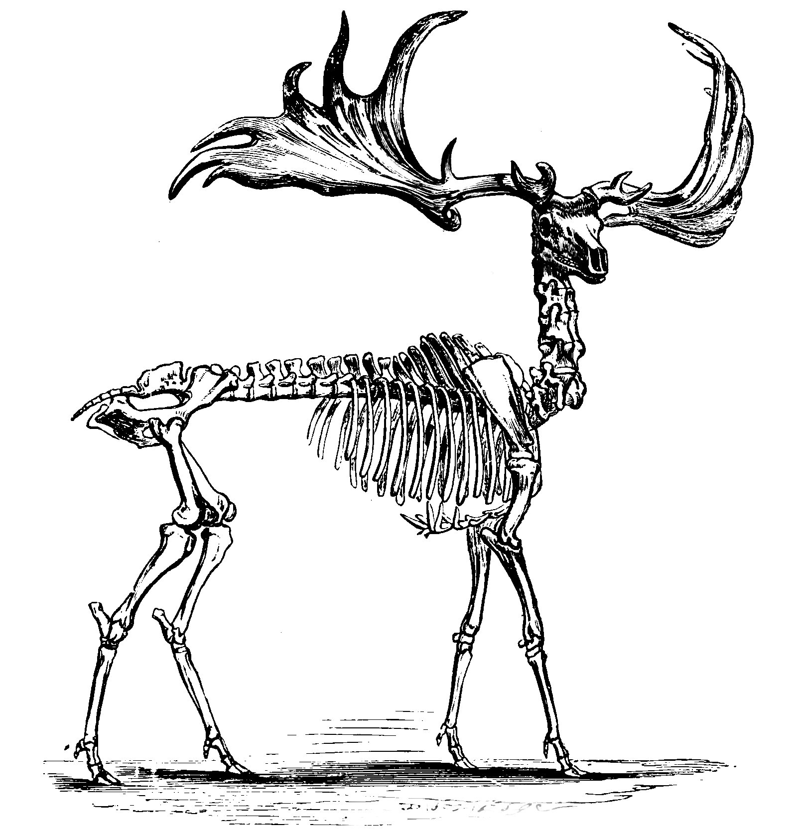 動物の骨のイラスト ペン画のフリー素材 Penga ペンガ