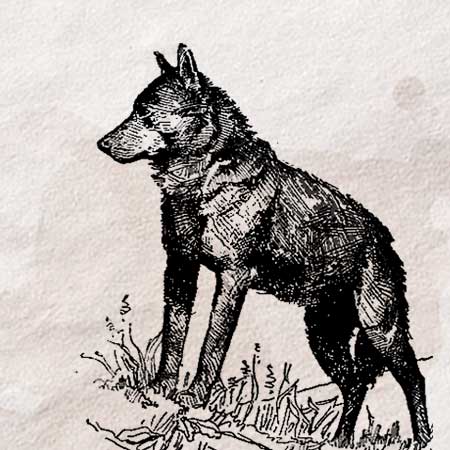 狼のリアルなイラスト 手描き フリー素材 透過