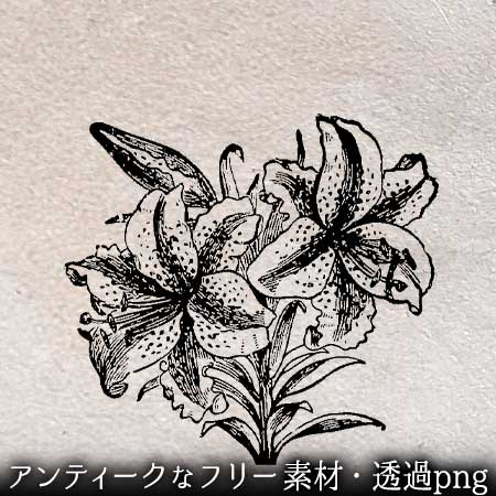 ユリ 花 のイラスト ペン画のフリー素材 アンティークなイラストはpenga ペンガ