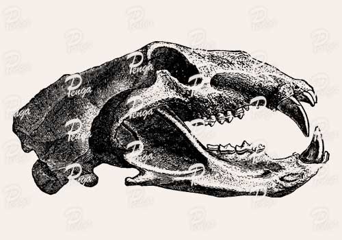 ライオンの頭骨 イラスト フリー トラ ネコ アンティーク ビンテージ