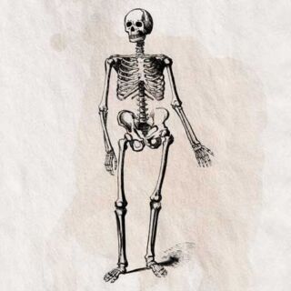 骸骨 人間 全身骨格のイラスト 影なし ペン画のフリー素材 アンティークなイラストはpenga ペンガ