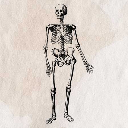 骨 骨格のイラスト ペン画のフリー素材 アンティークなイラストはpenga ペンガ