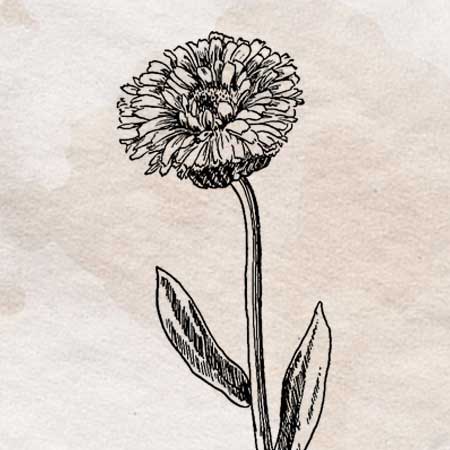 アンティークなテイストで描かれた切り花のイラスト。透過加工済みのフリー素材