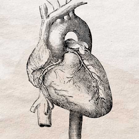心臓のイラスト アンティークなフリー素材のpenga ペン画のイラスト フリー素材はpenga ペンガ