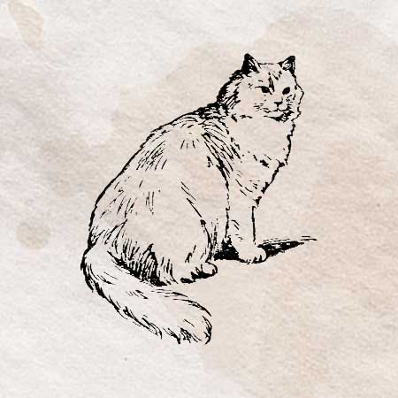 しっぽがふさふさの猫のイラスト。透過加工済みのフリー素材