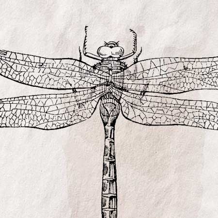 トンボ 蜻蛉 のイラスト ペン画のフリー素材 アンティークなイラストはpenga ペンガ