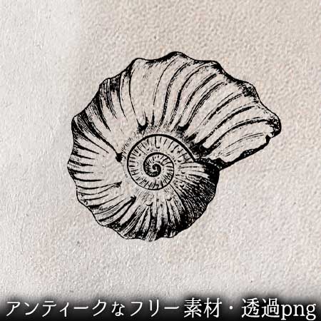 アンモナイトの化石のイラスト。標本画 フリー素材 透過