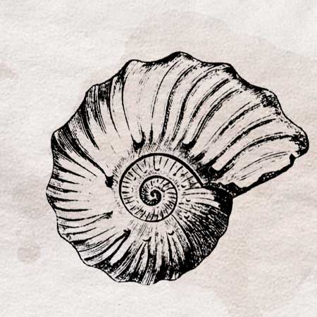 アンモナイト（化石）のイラスト | ペン画のフリー素材・アンティーク