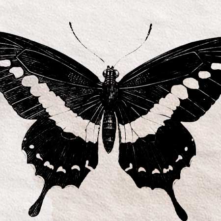 リアルな蝶のイラスト（標本画）。透過加工済みのフリー素材。