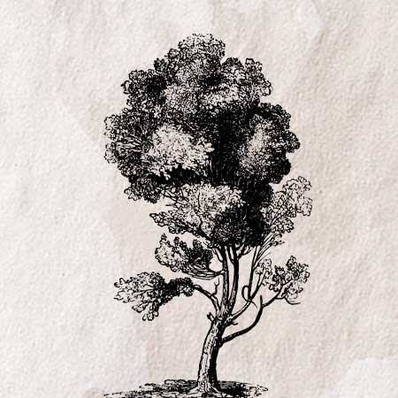 細かなタッチで描かれた樹木のイラスト。透過加工済みのフリー素材。