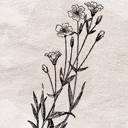切り花のイラスト アンティークな雰囲気のペン画 フリー素材 透過