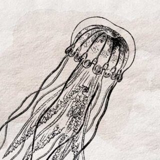 タコ 蛸 のイラスト ペン画のフリー素材 アンティークなイラストはpenga ペンガ