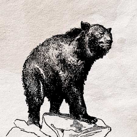 クマ 熊 のイラスト ペン画のフリー素材 アンティークなイラストはpenga ペンガ