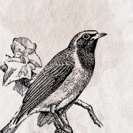 鳥のイラスト ペン画のフリー素材 アンティークなイラストはpenga ペンガ