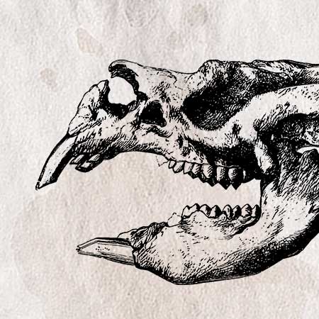 動物の骨のイラスト3 ペン画のフリー素材 アンティークなイラストはpenga ペンガ