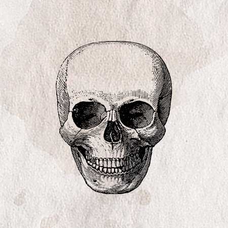 骨 骨格のイラスト ペン画のフリー素材 アンティークなイラストはpenga ペンガ