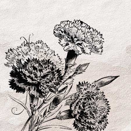カーネーション 花 のイラスト ペン画のフリー素材 アンティークなイラストはpenga ペンガ