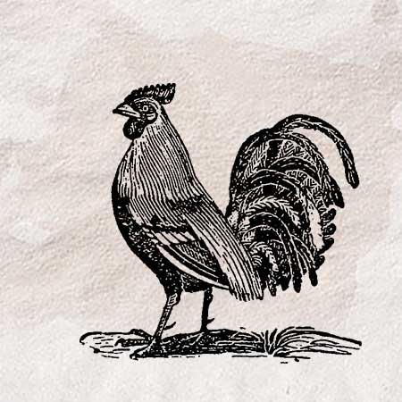ニワトリ 鶏 のイラスト ペン画のフリー素材 アンティークなイラストはpenga ペンガ