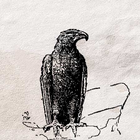 ワシ 鷲 のイラスト ペン画のフリー素材 アンティークなイラストはpenga ペンガ