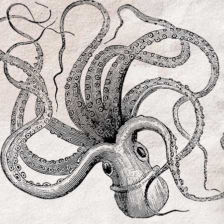 タコ 蛸 のイラスト ペン画のフリー素材 アンティークなイラストはpenga ペンガ