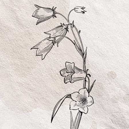 キキョウ科ホタルブクロ属の花のリアルなイラスト。透過加工済みのフリー素材