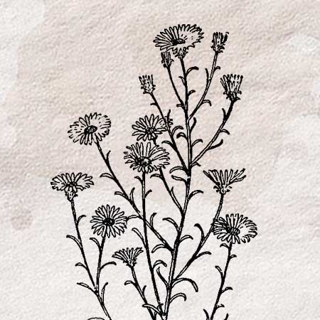 ハルジオンと思われる花のリアルなイラスト。透過加工済みのフリー素材