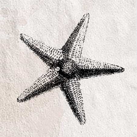 魚 海洋生物のイラスト ペン画のフリー素材 アンティークなイラストはpenga ペンガ