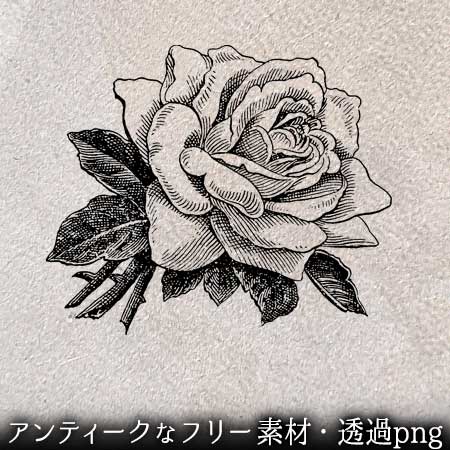 バラ 薔薇 のイラスト2 ペン画のフリー素材 アンティークなイラストはpenga ペンガ