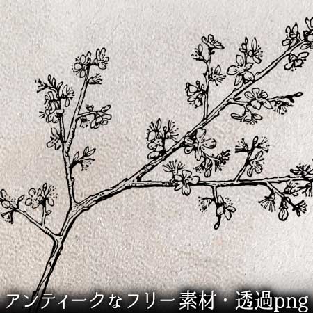 小さな花が咲いた枝のイラスト。透過加工済みのフリー素材。