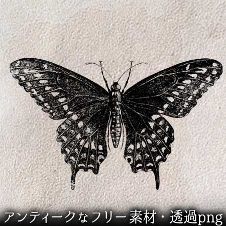 美しい蝶のリアルなイラスト。透過加工済みのフリー素材。