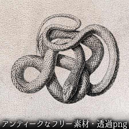 リアルな蛇のイラスト。アンティークなペン画のフリー素材。無料ダウンロード