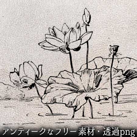 シンプルな線の蓮の花のイラスト。透過加工済みのフリー素材