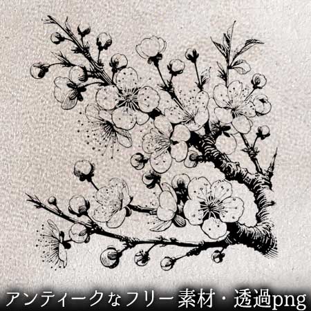 桜の花枝の手書き風イラスト。透過加工済みのフリー素材
