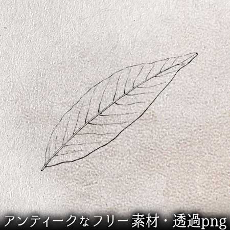 柳の葉のイラスト。透過加工済みのフリー素材