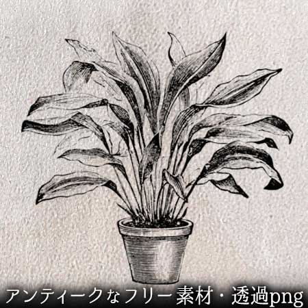 スズラン亜科の鉢植えのイラスト。透過加工済みのフリー素材