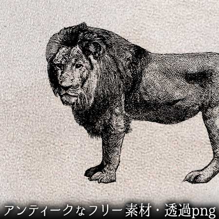 リアルな雄ライオンのイラスト。透過加工済みのフリー素材