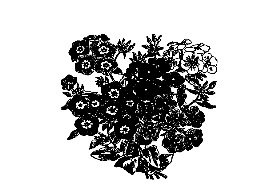 flower2